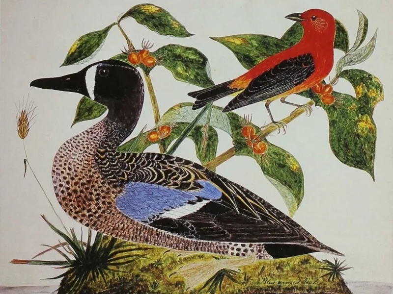 1832-William Savage - Uccelli tanagra dalle ali blu e scarlatte